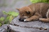  - Chiots Shiba Inu - Portée 2016