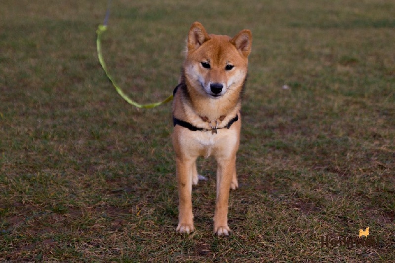 Little katniss the mockingdog Go Hoshiyuki