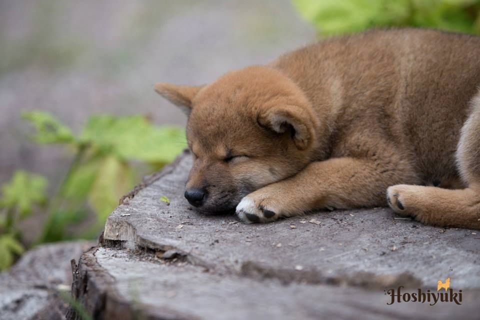 Chiots Shiba Inu - Portée 2016